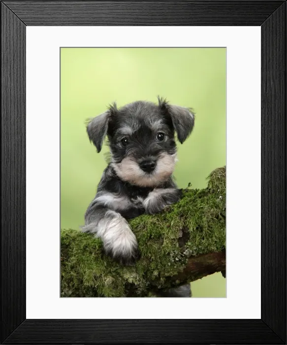 Framed Print : Dog. Miniature Schnauzer puppy (6 weeks old) on a mossy log Framed Print : Dog. Miniature Schnauzer puppy (6 weeks old) on a mossy log