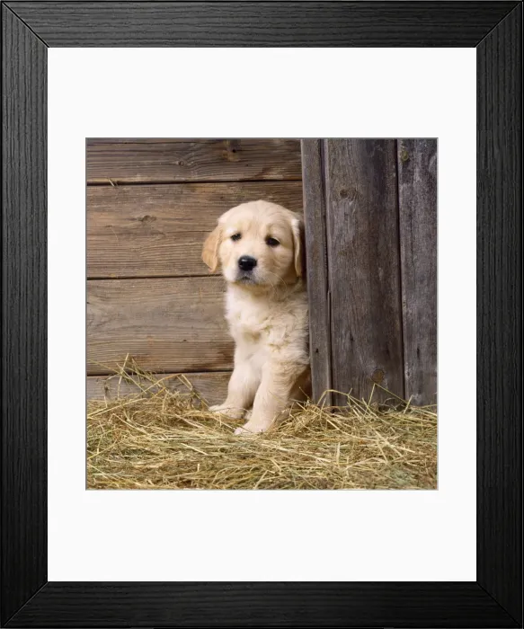 Framed Print : Golden Retriever Dog - puppy in hay barn Framed Print : Golden Retriever Dog - puppy in hay barn