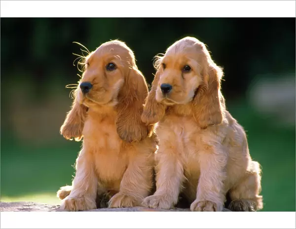Cocker Spaniel Dogs - puppies