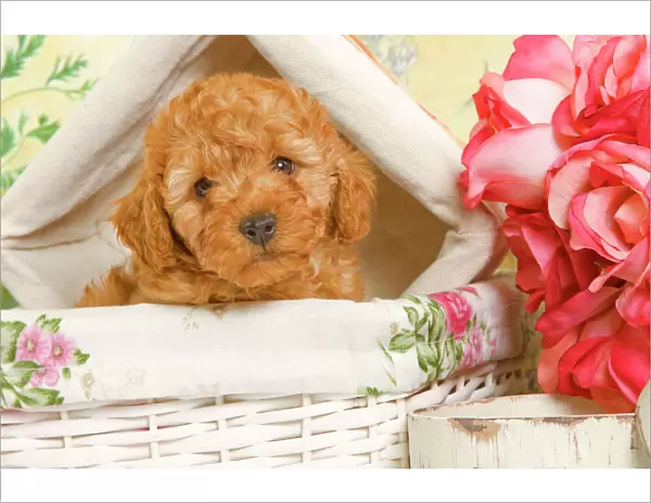 Dog - Apricot Poodle in basket with flowers