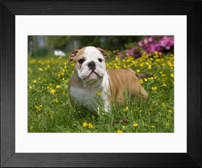 Framed Print : Dog - English Bulldog in garden with flowers Digitally manipulated - eye changed Framed Print : Dog - English Bulldog in garden with flowers Digitally manipulated - eye changed