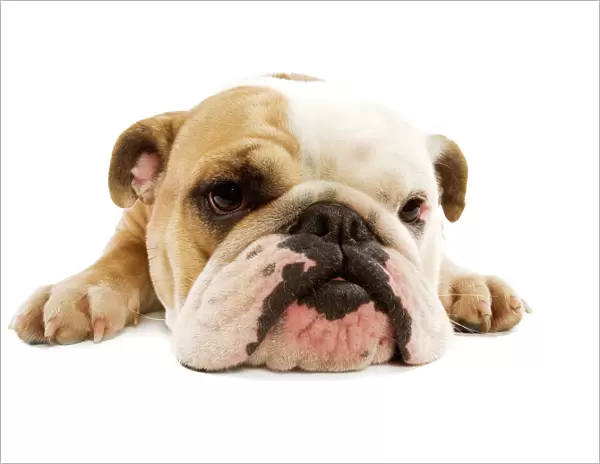English Bulldog - lying in studio