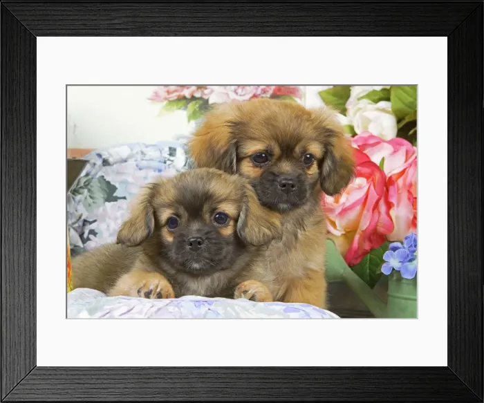 Framed Print : Dog - Tibetan spaniel - two puppies with flowers Framed Print : Dog - Tibetan spaniel - two puppies with flowers