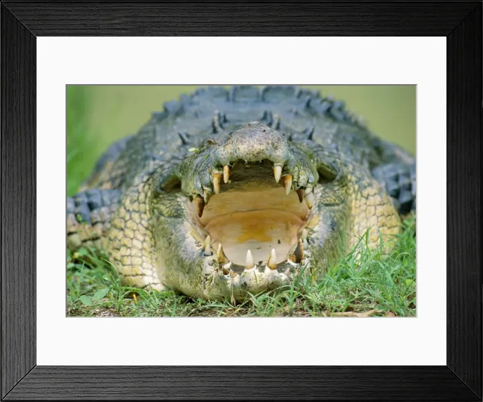Framed Print : Estuarine / Indo-Pacific / Saltwater Crocodile - With mouth open Northern Australia JPF27146 Framed Print : Estuarine / Indo-Pacific / Saltwater Crocodile - With mouth open Northern Australia JPF27146