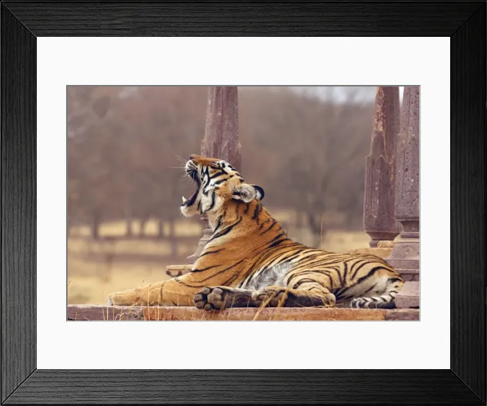 Framed Print : Royal Bengal / Indian Tiger - at the cenotaph yawning, Ranthambhor National Park, India Framed Print : Royal Bengal / Indian Tiger - at the cenotaph yawning, Ranthambhor National Park, India