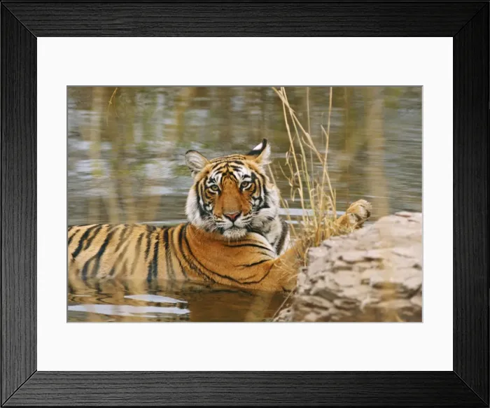 Framed Print : Royal Bengal / Indian Tiger in the forest pond, Ranthambhor National Park, India Framed Print : Royal Bengal / Indian Tiger in the forest pond, Ranthambhor National Park, India