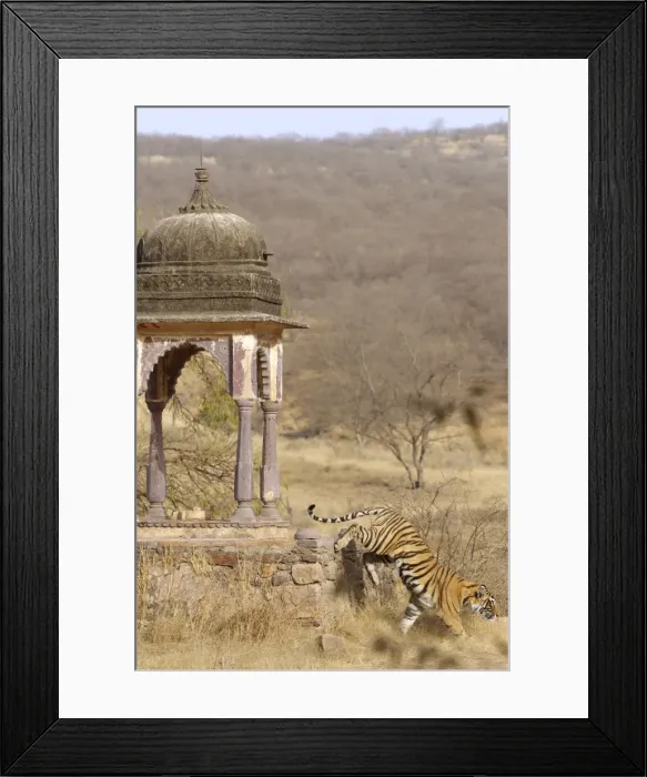 Framed Print : Tiger - Tigress & Chhatri - Ranthambhore Framed Print : Tiger - Tigress & Chhatri - Ranthambhore