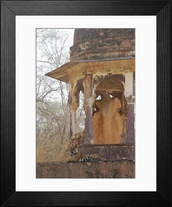 Framed Print : Tigress - large cub lying on chhatri base (elevated, dome-shaped pavilion) - Ranthambhore National park Framed Print : Tigress - large cub lying on chhatri base (elevated, dome-shaped pavilion) - Ranthambhore National park