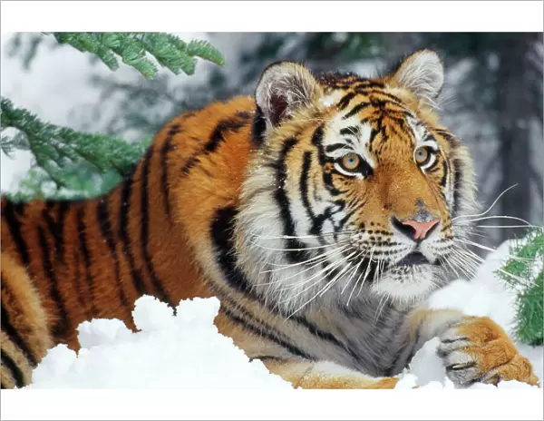 Siberian Tiger - endangered species