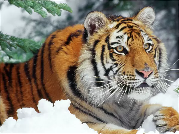 Siberian Tiger - endangered species