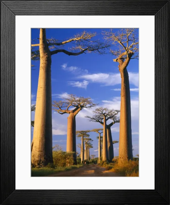 Framed Print : Baobab Trees - at sunset Madagascar Framed Print : Baobab Trees - at sunset Madagascar