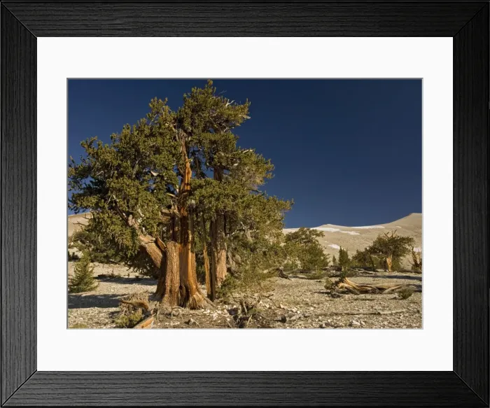 Framed Print : Bristlecone Pine Trees - at c. 11000 ft in the White Mountains Framed Print : Bristlecone Pine Trees - at c. 11000 ft in the White Mountains