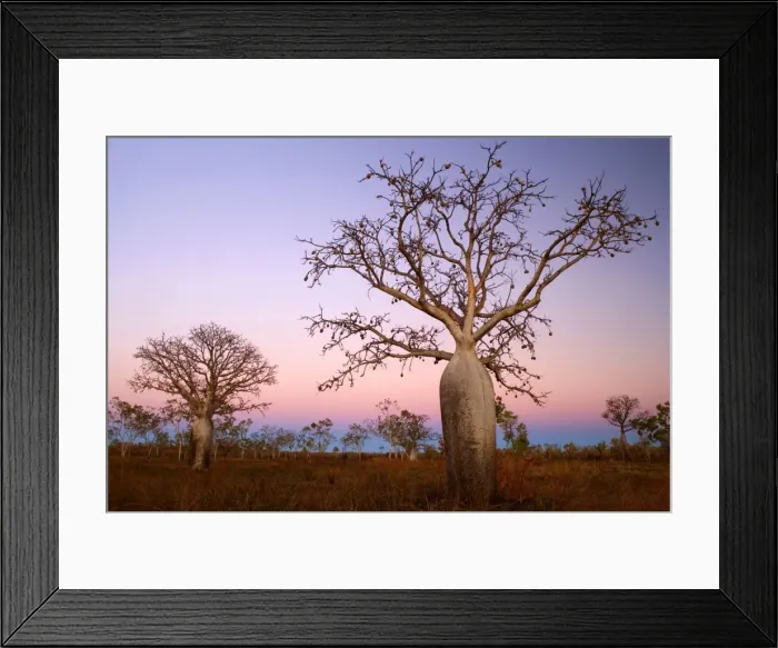 Framed Print : Kimberley Boabs - bushland and a few bizarre shaped Boabs photographed against a colourful sky at sunset - Kimberley Region, Western Australia, Australia Framed Print : Kimberley Boabs - bushland and a few bizarre shaped Boabs photographed against a colourful sky at sunset - Kimberley Region, Western Australia, Australia