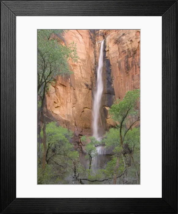 Framed Print : USA - The Temple of Sinawava is a red Navajo sandstone cliff in the Zion Canyon, towering above the Virgin River and Freemont cottonwood (Populus fremontii) trees Framed Print : USA - The Temple of Sinawava is a red Navajo sandstone cliff in the Zion Canyon, towering above the Virgin River and Freemont cottonwood (Populus fremontii) trees