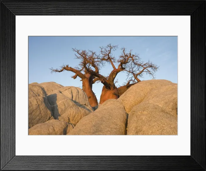 Framed Print : Baobab - In the early morning at the isolated Kubu Island, a mysterious rock island at the western edge of Sowa Pan, a salt pan which is part of the vast Makgadikgadi Pans, Botswana Framed Print : Baobab - In the early morning at the isolated Kubu Island, a mysterious rock island at the western edge of Sowa Pan, a salt pan which is part of the vast Makgadikgadi Pans, Botswana