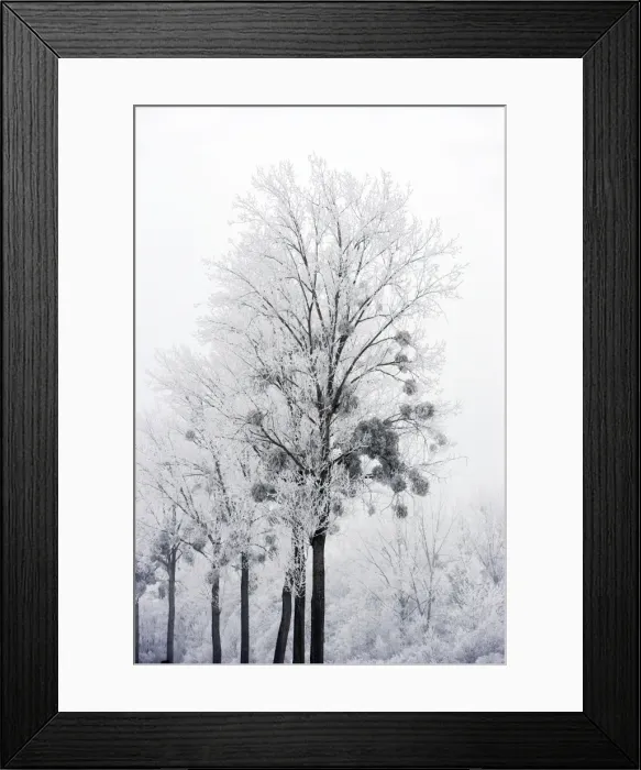 Framed Print : Polar Trees - with mistletoe covered in heavy frost Framed Print : Polar Trees - with mistletoe covered in heavy frost