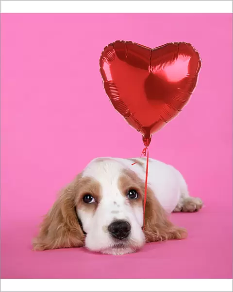 DOG. Cocker Spaniel puppy - with heart shaped balloon Digital Manipulation: added balloon