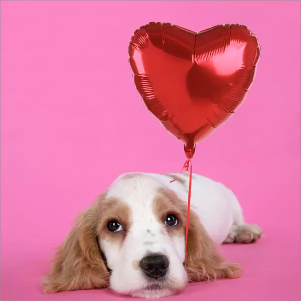 DOG. Cocker Spaniel puppy - with heart shaped balloon Digital Manipulation: added balloon