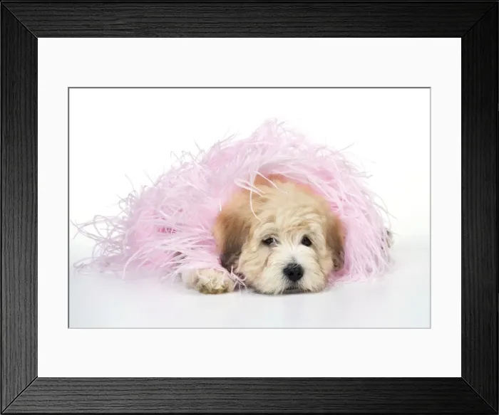 Framed Print : Dog. Teddy dog in pink scarf Framed Print : Dog. Teddy dog in pink scarf