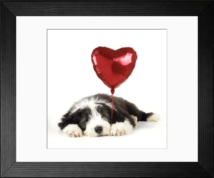 Framed Print : Dog. Bearded Collie puppy laying down with heart shaped balloon Digital Manipulation: balloon (JD) Framed Print : Dog. Bearded Collie puppy laying down with heart shaped balloon Digital Manipulation: balloon (JD)