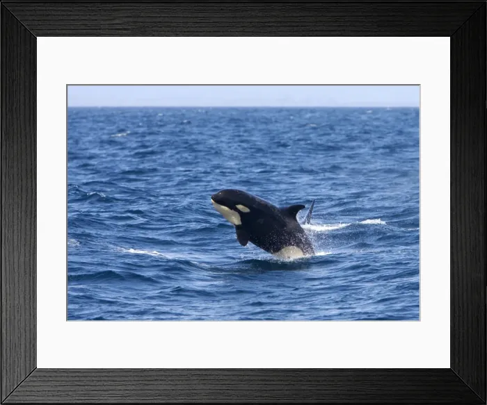 Framed Print : Killer whale / Orca - calf breaching - transient type. Photographed in Monterey Bay - Pacific Ocean - California - USA Framed Print : Killer whale / Orca - calf breaching - transient type. Photographed in Monterey Bay - Pacific Ocean - California - USA