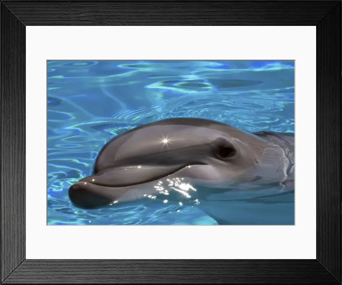 Framed Print : Bottlenose Dolphin - Resting at surface Framed Print : Bottlenose Dolphin - Resting at surface