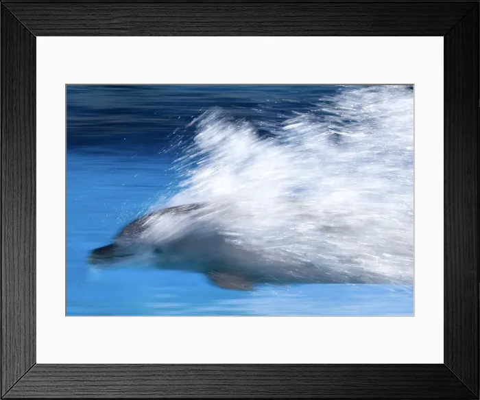 Framed Print : Bottlenose Dolphin - Swimming at speed through water - dolphins can reach 65 km per hour Framed Print : Bottlenose Dolphin - Swimming at speed through water - dolphins can reach 65 km per hour