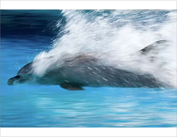 Bottlenose Dolphin - Swimming at speed through water - dolphins can reach 65 km per hour