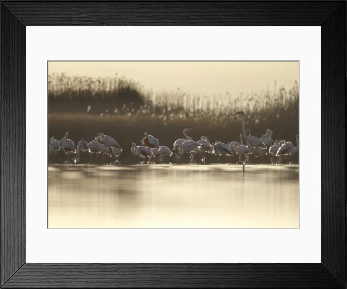 Framed Print : Picture No. 11981395