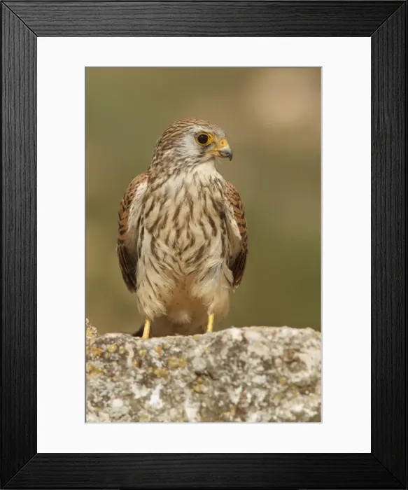 Framed Print : Picture No. 11981396 Framed Print : Picture No. 11981396