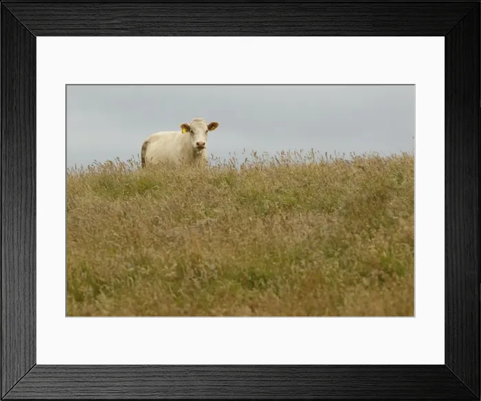 Framed Print : Picture No. 11981397 Framed Print : Picture No. 11981397