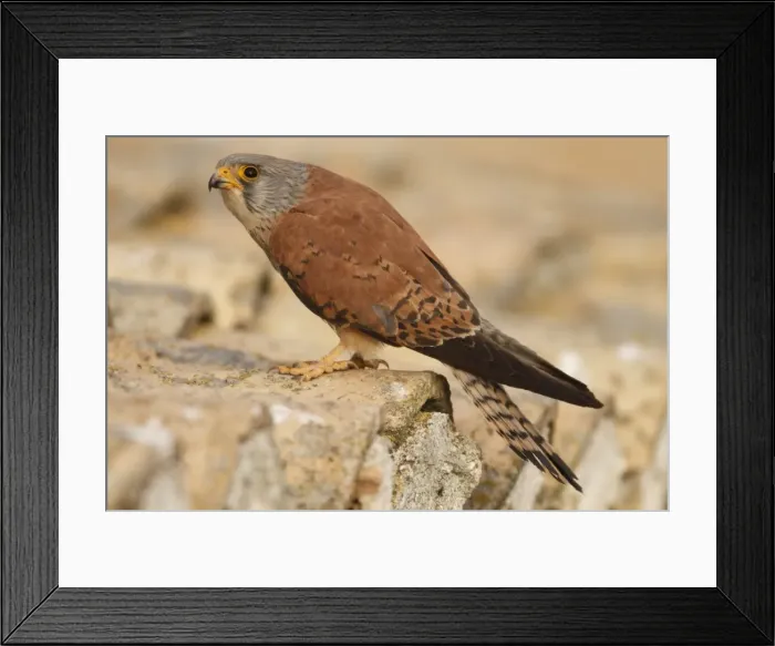 Framed Print : Picture No. 11981398 Framed Print : Picture No. 11981398