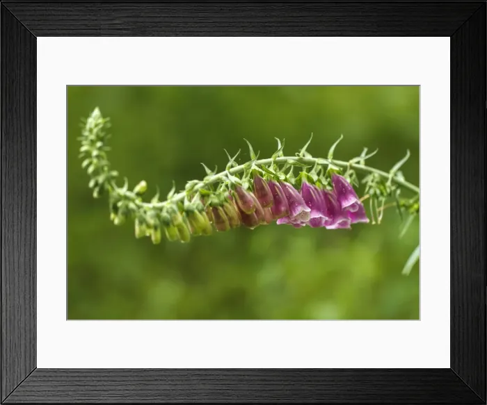 Framed Print : Picture No. 11981399 Framed Print : Picture No. 11981399