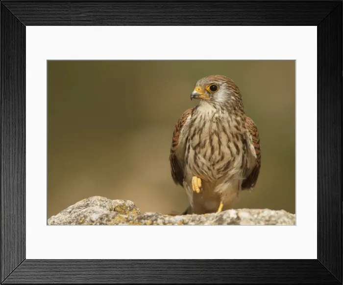 Framed Print : Picture No. 11981400