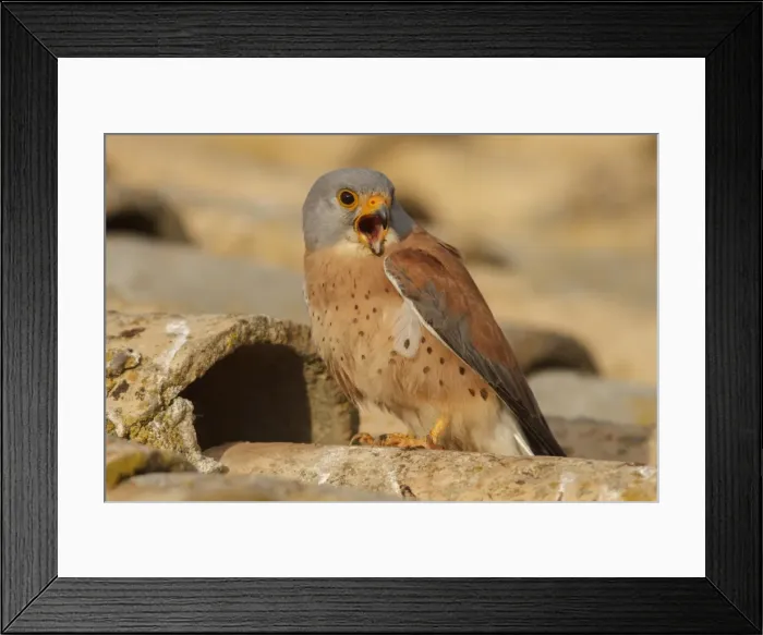 Framed Print : Picture No. 11981401