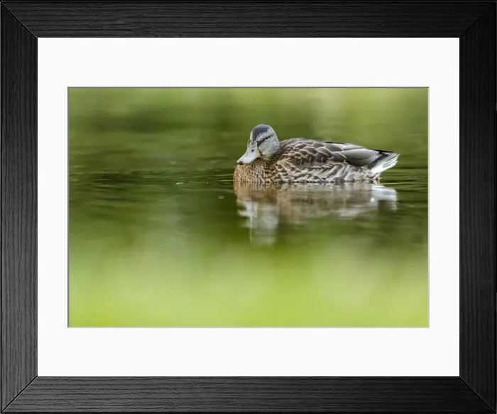 Framed Print : Picture No. 11981402 Framed Print : Picture No. 11981402