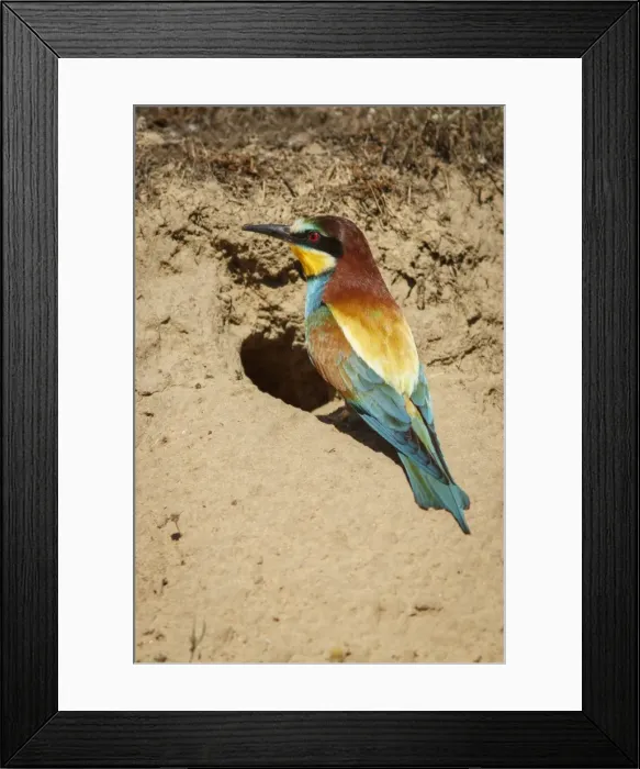 Framed Print : Picture No. 11981404 Framed Print : Picture No. 11981404