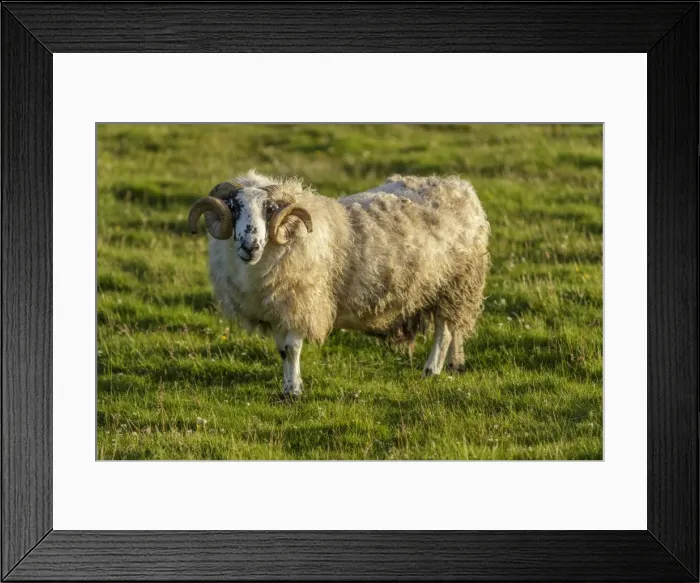 Framed Print : Picture No. 11981403