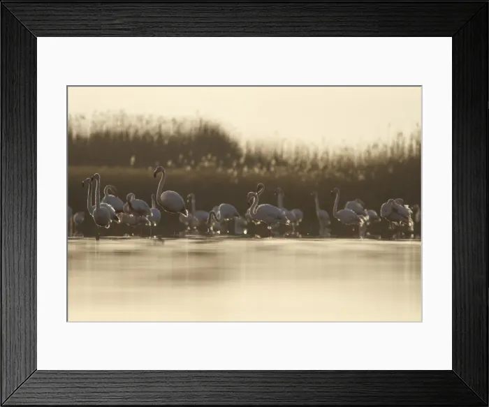 Framed Print : Picture No. 11981406 Framed Print : Picture No. 11981406