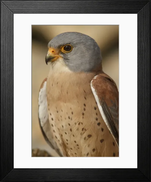 Framed Print : Picture No. 11981405