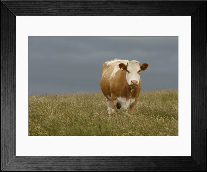 Framed Print : Picture No. 11981407 Framed Print : Picture No. 11981407