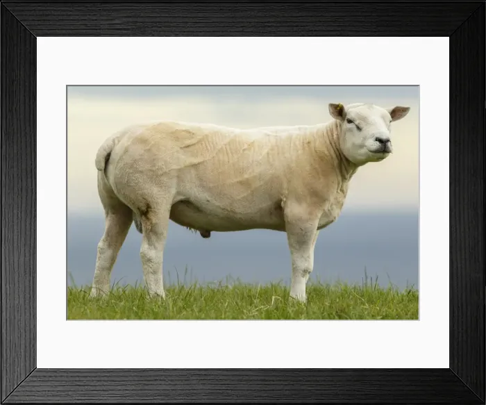 Framed Print : Picture No. 11981408 Framed Print : Picture No. 11981408