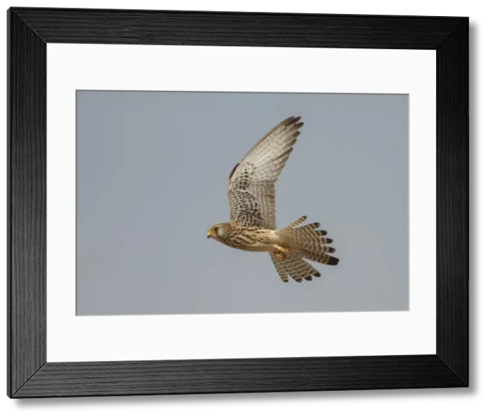 Framed Print : Picture No. 11981409 Framed Print : Picture No. 11981409