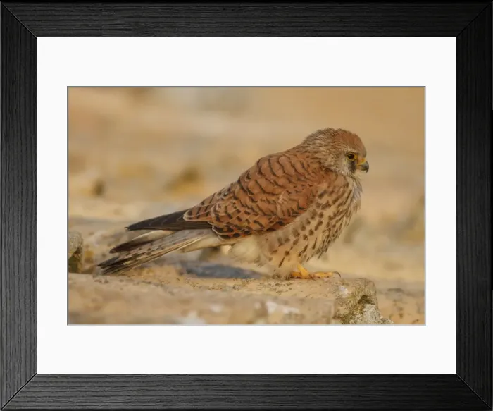 Framed Print : Picture No. 11981410