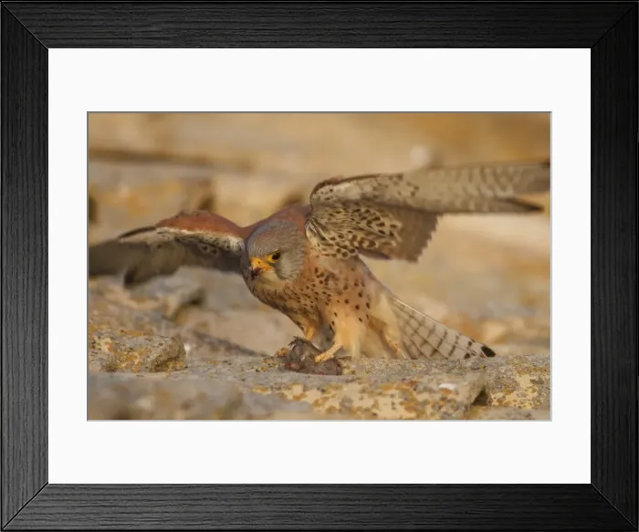Framed Print : Picture No. 11981411