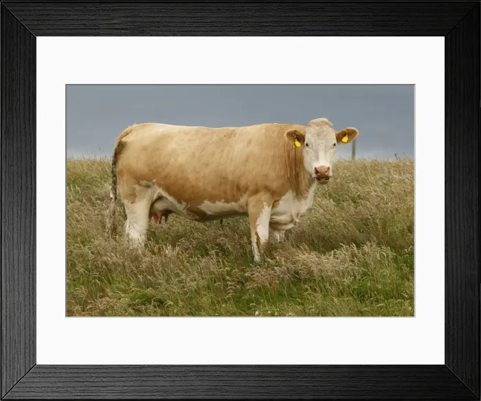 Framed Print : Picture No. 11981412