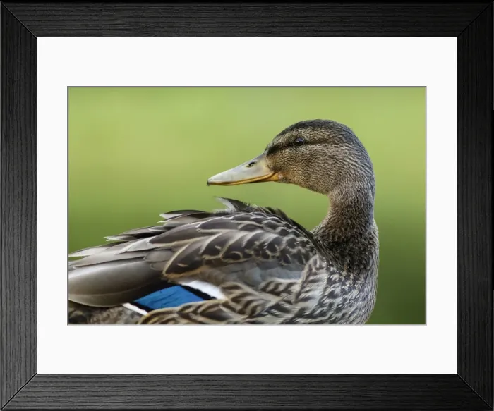 Framed Print : Picture No. 11981413 Framed Print : Picture No. 11981413