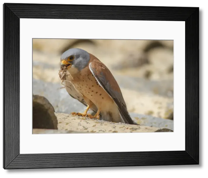 Framed Print : Picture No. 11981414