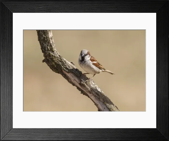 Framed Print : Picture No. 11981415