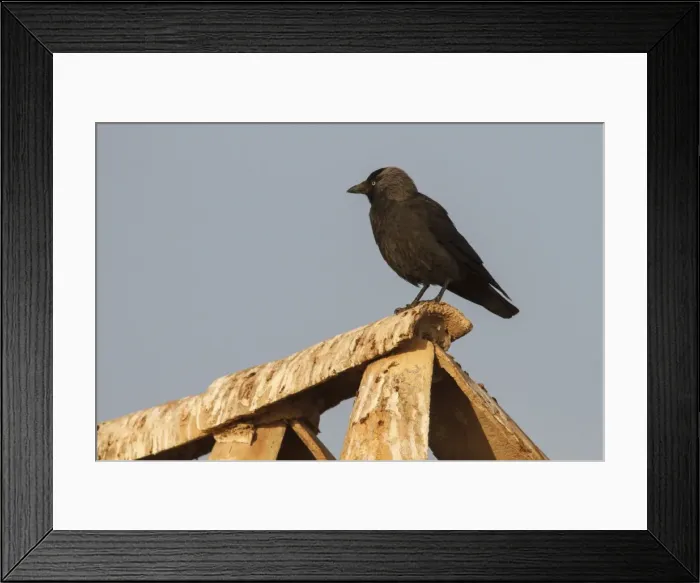Framed Print : Picture No. 11981417 Framed Print : Picture No. 11981417